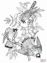 Coloring Sparrow Hawk Sparrowhawk Falcons Pages Kestrel American Tree Three Flying Designlooter Printable 1600px 77kb 1200 Getdrawings Drawing sketch template