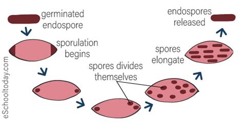 spore formation eschooltoday