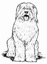 Dog Hairy Coloring sketch template