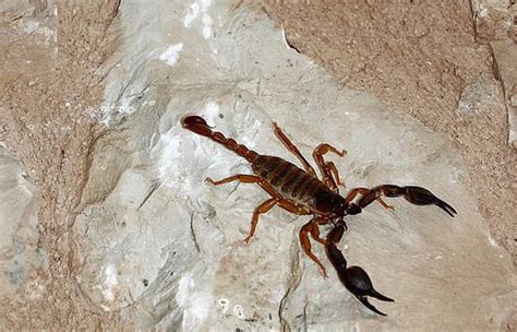 scorpions pestcontrolreviewscom