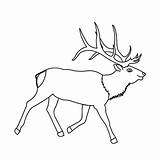 Elk Antlers Drawing Antler Getdrawings Moose Coloring Awesome sketch template