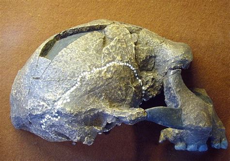 manusia purba meganthropus fosil  ditemukan  indonesia