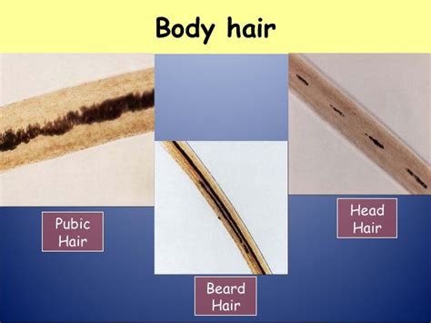 Fibre And Hair Analysis