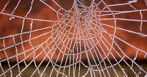 sex crazed spiders are invading your home but these 5 simple diy