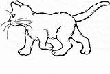 Coloring Cat Pages Real Realistic Getcolorings sketch template