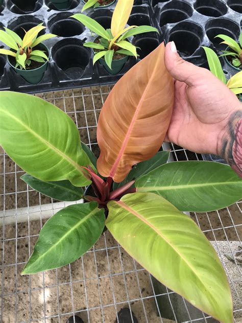 philodendron mccolleys finale     pot rhouseplants