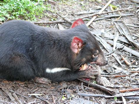 tasmanian devil feeding time  eat  part   ca flickr