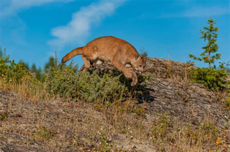 Puma Płowa Zdjęcia I Ilustracje Istock