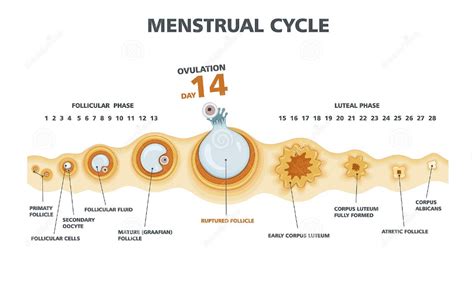 ovulation tests  explained family smart guide