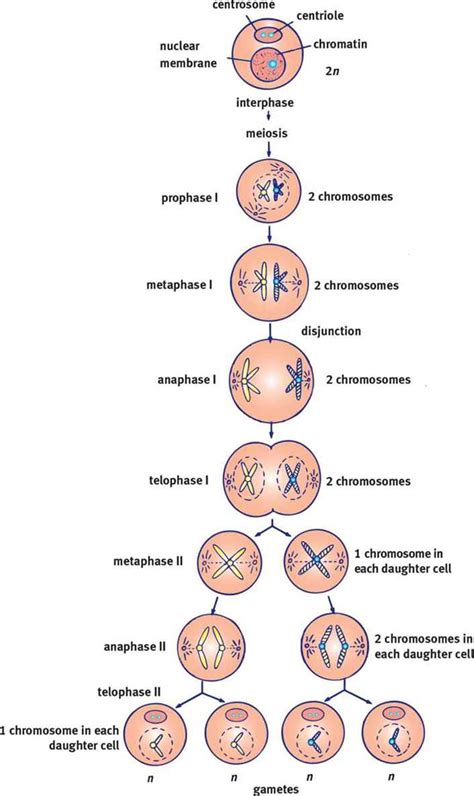 figure  meiosis meiosis results     nonidentical daughter