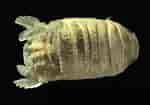 Afbeeldingsresultaten voor Thyropus Sphaeroma Geslacht. Grootte: 150 x 105. Bron: invasions.si.edu