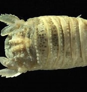 Afbeeldingsresultaten voor "thyropus Sphaeroma". Grootte: 175 x 185. Bron: invasions.si.edu