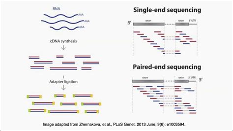 paired   single  sequencing reads youtube