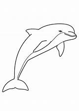 Delfini Pianetabambini Delfino Disegnare Tatuaggi Adulti Bacheca sketch template