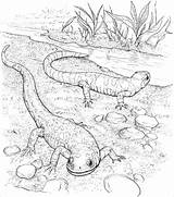 Lizard Horned Realistic sketch template