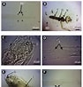 Image result for "adyte Pellucida". Size: 94 x 98. Source: www.researchgate.net