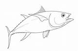 Tuna Tonno Yellowfin Pesci Animali Printmania sketch template