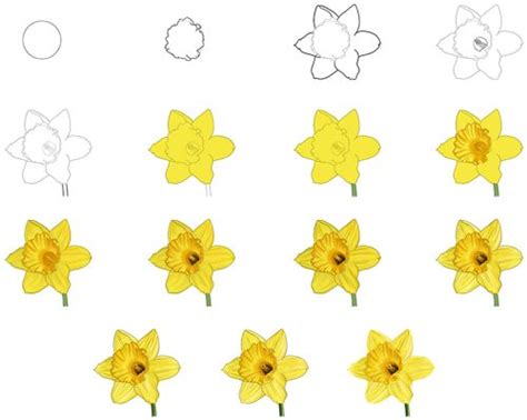 draw  daffodil create  floral narcissus portrait