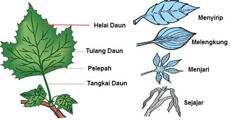 jenis jenis tulang daun  tumbuhan  contohnya lengkap