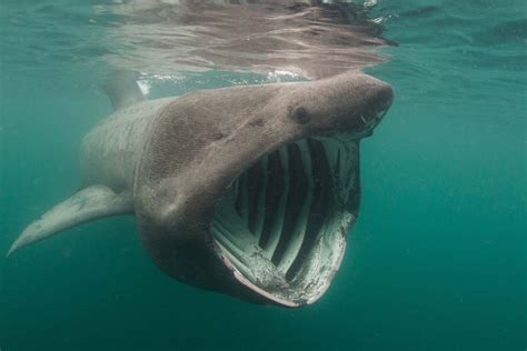 large shark species heading   uk     panic