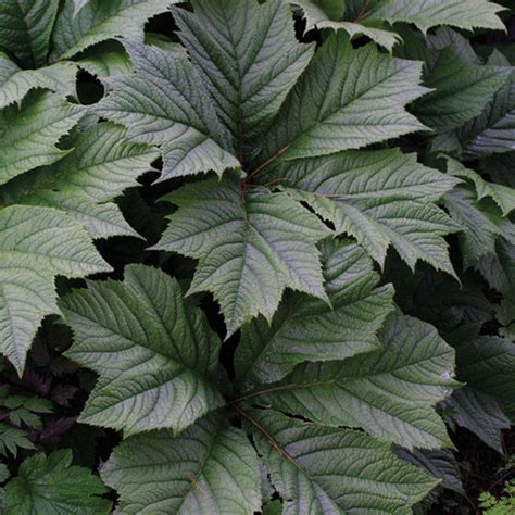 Big Leaved Perennials Finegardening Hot Sex Picture