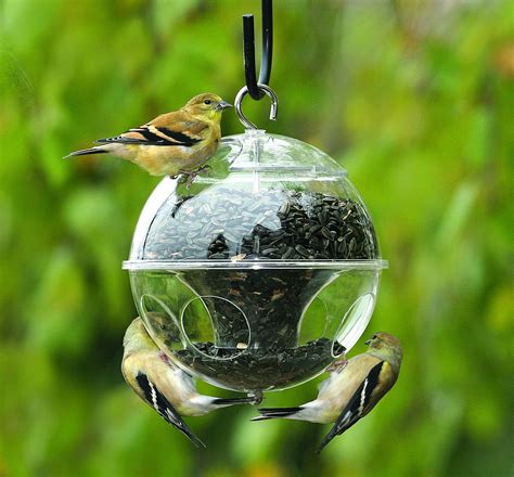 attract  feed wild birds   home backyard   build