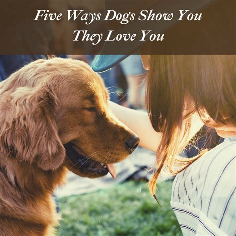 ways dogs show humans love pethelpful