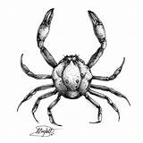 Crab Dungeness Drawing Renecampbellart Laevis Pebble Smooth Animals Getdrawings Deviantart sketch template