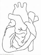 Coloring Organ Pages System Heart Circulatory Getdrawings Getcolorings sketch template