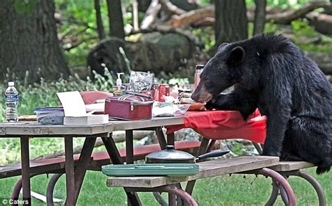black bear helps himself to picnic in shenandoah national