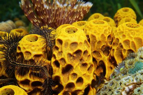 myth  precambrian sponges stephen  meyer