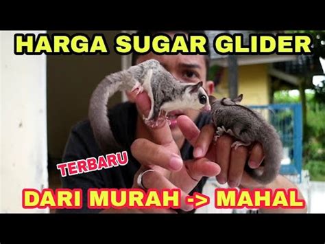 harga sugar glider terbaru youtube