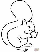 Squirrel Coloring Cartoon Pages Squirrels Acorn Drawing Eating Outline Cute Printable Baby Getdrawings Getcolorings Colour Colouring Color Print sketch template