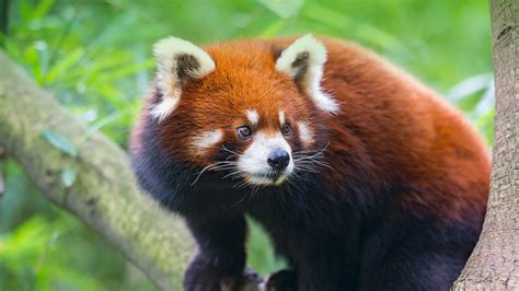 red panda san diego zoo animals plants