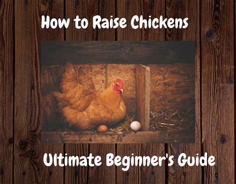 how to raise chickens for beginner s [full guide]