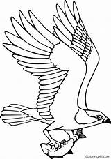 Osprey Coloringall Eagle sketch template