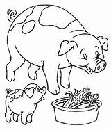 Colorir Porquinho Porquinhos Imprimir Porco sketch template