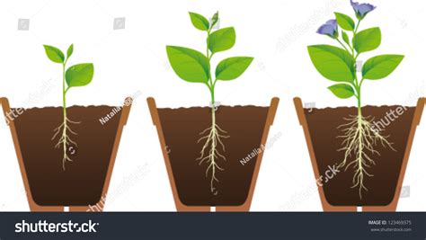 phases  growth   plant stock vector illustration