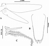 Afbeeldingsresultaten voor "amblyopsoides Obtusa". Grootte: 200 x 185. Bron: www.researchgate.net