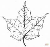 Maple Coloring Leaf Pages Printable Outline Supercoloring Color Leaves Online sketch template