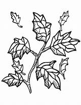Coloring Tree Branch Leaf Fall Pages Autumn Maple Trees Kids Clipart Color sketch template