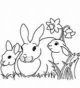 Rabbit Pages Bunnies Fattoria Ausmalbilder Rabbits Coloringpagesforadult Narzisse Mandala Daffodils sketch template