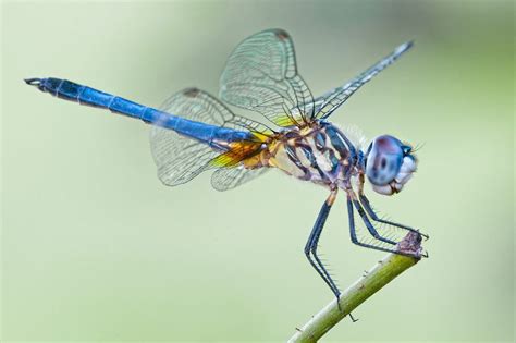 knew  dragonflies
