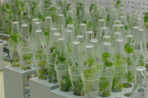 ways plant tissue culture generates profit lab associates