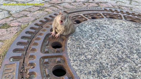 Fat Rat Stuck In Sewer Saved After Nine Person Rescue Effort In Germany