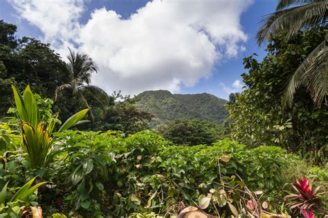 Wild Rainforest On Dominica Chris Favero Flickr