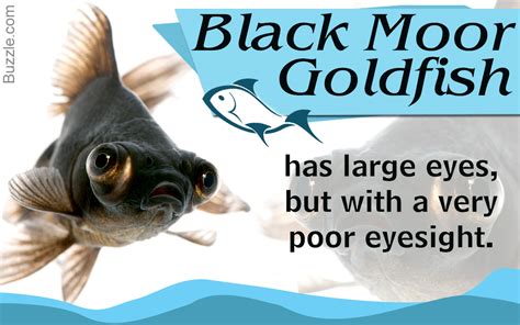 facts  black moor goldfish  tips   care