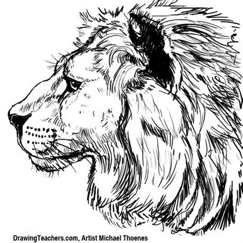 lion drawing   draw  lion step  step