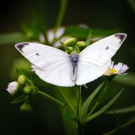 pin  suzanne turner  butterflies beautiful butterflies white wings nature