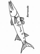 Barracuda Coloring Pages Fish Printable Color Print Getcolorings Recommended Barracudas sketch template